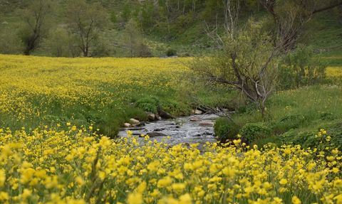 Sarıçiçek Köyü'ndeki Sarı Çiçekler Ziyaretçileri Büyülüyor