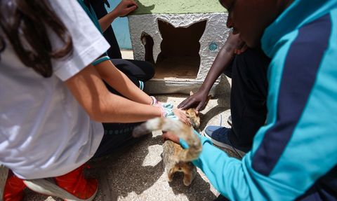 Sıfır Atık Girişimi Senegal'de Hayvanlara Umut Oldu