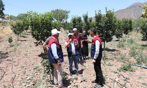 Siirt'te Trabzon Hurması Hasadı Başlıyor