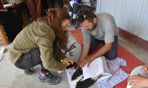 Sinop'ta 82 Leylek Yavrusu Sağlık Kontrolünden Geçti