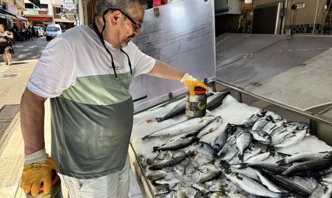 Sinop'un Tuzlu Palamutları Yaz Aylarında Tezgahlarda