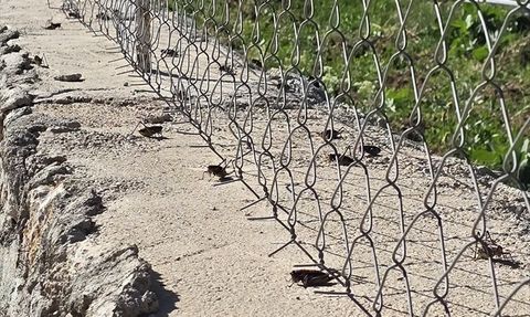 Şırnak'ta Çekirge İlaçlaması Yapıldı