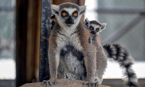 Tarsus Doğa Parkı'nda Yeni Yavrular Sevinci