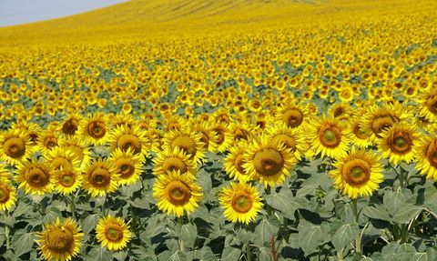 Tekirdağ'da Ayçiçekleri Sarıya Büründü