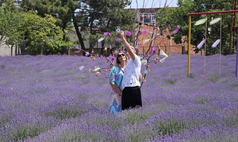 Tekirdağ'da Lavanta Tarlaları Bayramda Ziyaretçi Akınına Uğradı