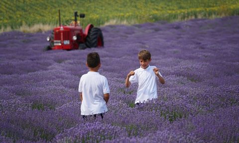 Tekirdağ'da Öğrenciler Lavanta Tarlasında Karnelerini Aldı