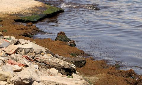 Tekirdağ'da Poyraz Etkisi: Kırmızı Yosun Sorunu