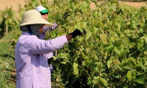 Tekirdağ'da Yapıncak Asma Yaprağı Hasadı Başladı