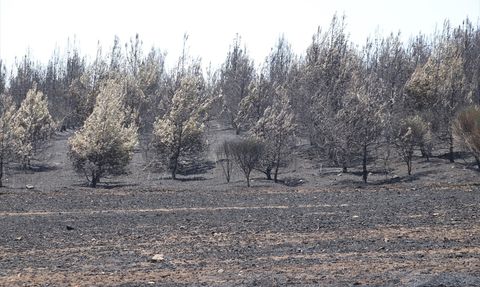 Tekirdağ'daki Orman Yangını Kontrol Altına Alındı