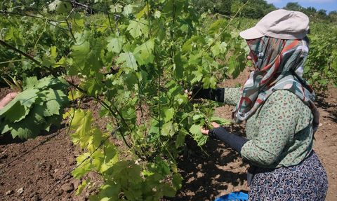 Tokat'ta Narince Bağ Yaprağı Hasadı Devam Ediyor