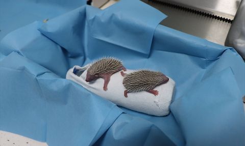 Yalova'da Üç Kirpi Yavrusu Koruma Altına Alındı