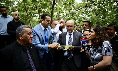 Zirai Donun Fındık Üzerindeki Etkileri Araştırılıyor