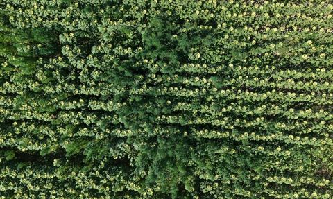 5 Bin 230 Kök Kenevir Bitkisi Samsun'da Ele Geçirildi