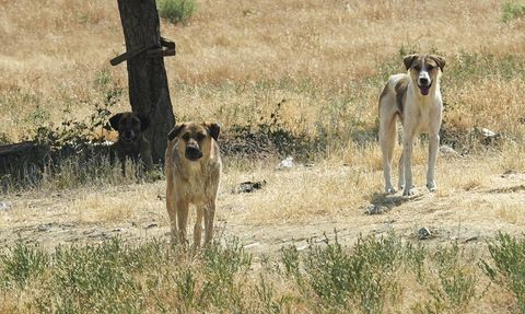 Ankara'da Sahipsiz Köpek Saldırısı Endişe Yarattı
