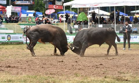 Artvin'de 44. Kafkasör Festivali Boğa Güreşleriyle Şenlendi