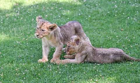 Aslan Yavrularına İsim Arayışı