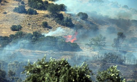 Aydın'daki Zeytinlik Yangını: Gözaltındaki Baba ve Oğul Serbest Bırakıldı