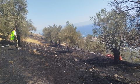 Balıkesir'de Zeytinlik Yangını Kontrol Altına Alındı
