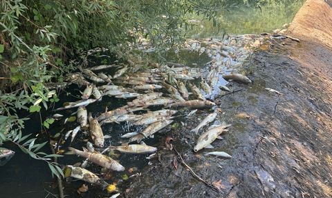 Bartın Irmağı'ndaki Toplu Balık Ölümleri Üzerine İnceleme Başlatıldı