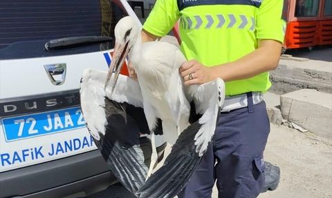 Batman'da Yaralı Leylek Kurtarıldı