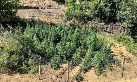 Bingöl'de Uyuşturucu Operasyonu: 1,651 Kök Hint Keneviri Ele Geçirildi