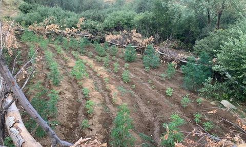 Bingöl'de Uyuşturucu Operasyonu: 1520 Kök Hint Keneviri ve 4000 Kök Skunk Bitkisi Ele Geçirildi