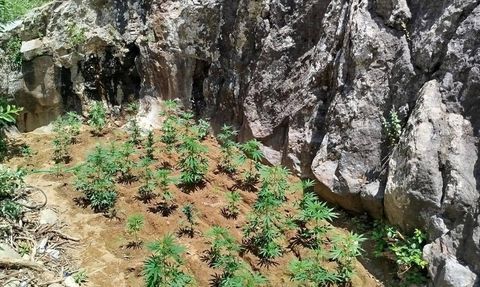 Bingöl'de Uyuşturucu Operasyonu: 843 Kök Hint Keneviri Ele Geçirildi