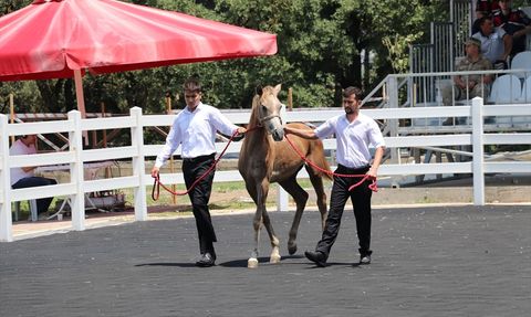 Bursa'da Arap Taylarının Satışı 23 Milyon Lira Gelir Getirdi