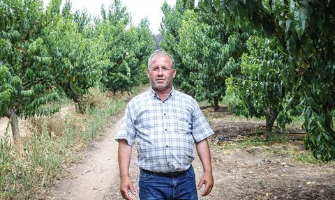 Bursa'daki Nektarin Bahçesi Orman Yangınından Sağ Çıktı