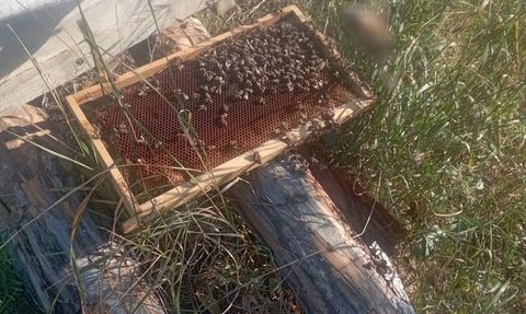 Çorum'da Arı Kovanlarına Zarar Veren Ayı Görüntülendi