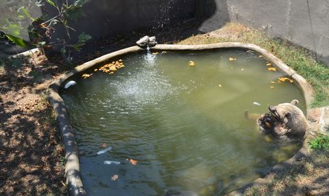 Darıca Hayvanat Bahçesi'nde Sıcaklarla Mücadele Yöntemleri