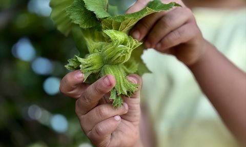 Düzce'den AB Ülkelerine Yüksek Fındık İhracatı