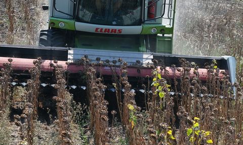 Edirne'de Ayçiçeği Hasadı Aşırı Sıcaklar Nedeniyle Erken Başladı