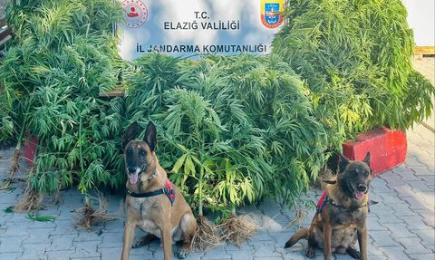 Elazığ'da Uyuşturucu Operasyonu: Hint Keneviri ve Esrar Ele Geçirildi