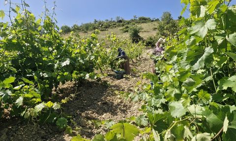 Erbaa Narince Bağ Yaprağıyla 2 Milyar Lira Gelir Bekleniyor