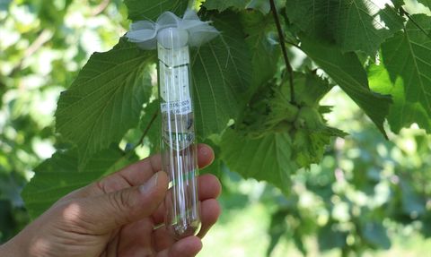 Fındık Hasadı Öncesi Kritik Hazırlıklar