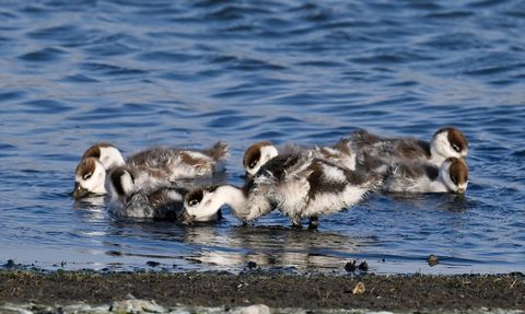 Gaziantep'te Suna Kuşu Yavrularıyla Görüntülendi