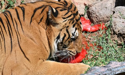 Gaziantep'te Uluslararası Kaplan Günü Kutlaması