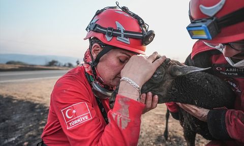Gelibolu'da Koyun Kurtarma Operasyonu