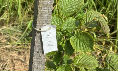Giresun'da Yeni Fındık Çeşidi Geliştirme Projesi Başladı