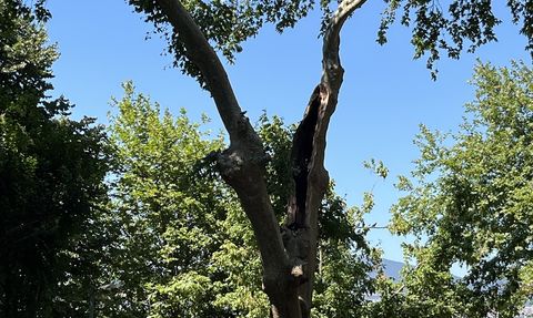 Gölcük'te Ağaç Daldan Yaralanmalar