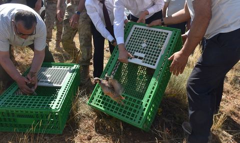 Gümüşhane'de 400 Keklik Doğaya Salındı
