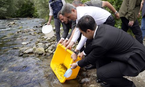 Gümüşhane'de Çit Deresi'nde 10 Bin Alabalık Yavrusu Salındı