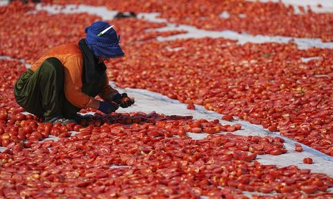 İzmir'de Kuru Domates Hasadı Başladı