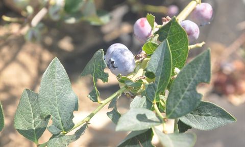 İzmir'de Maviyemişin İlk Hasadı Gerçekleşti