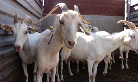 İzmir'de Orman Yangınlarından Etkilenen Hayvan ve Kovanlar Yenileniyor