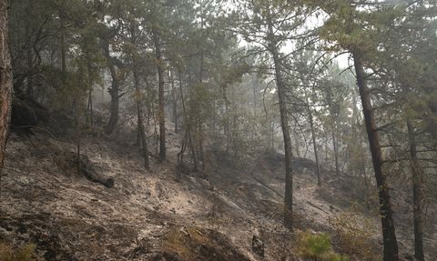 Karabük'te Orman Yangınlarına Müdahale Devam Ediyor