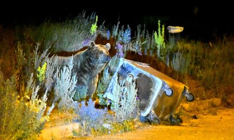 Kars'ta Bozayı Mahalleye İndi