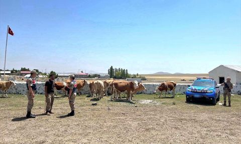 Kars'ta Kaybolan Büyükbaş Hayvanlar Bulundu
