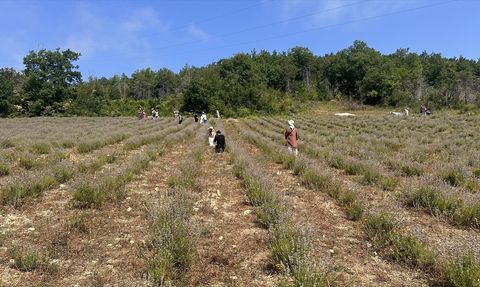 Kastamonu'da Lavanta Hasat Şöleni Gerçekleşti